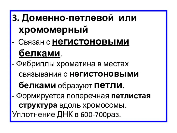 3. Доменно-петлевой или хромомерный - Связан с негистоновыми белками. - Фибриллы