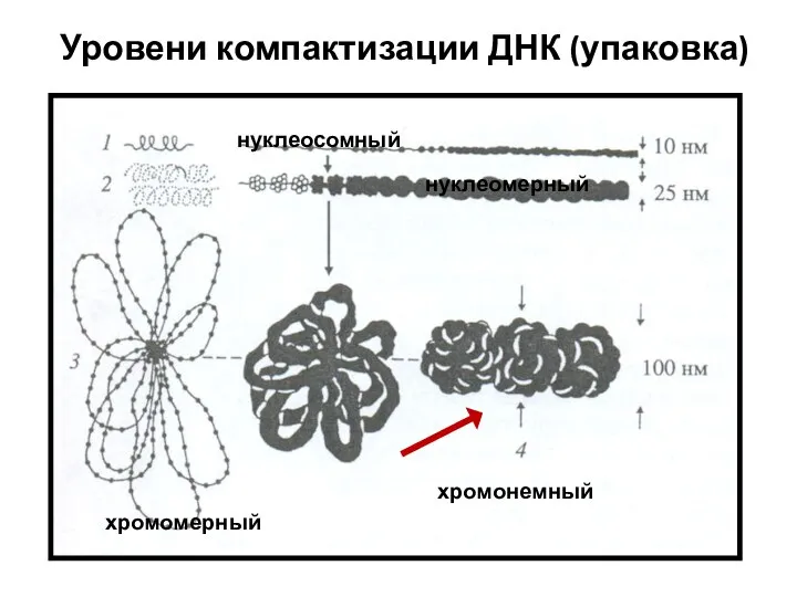 Уровени компактизации ДНК (упаковка) нуклеосомный нуклеомерный хромомерный хромонемный