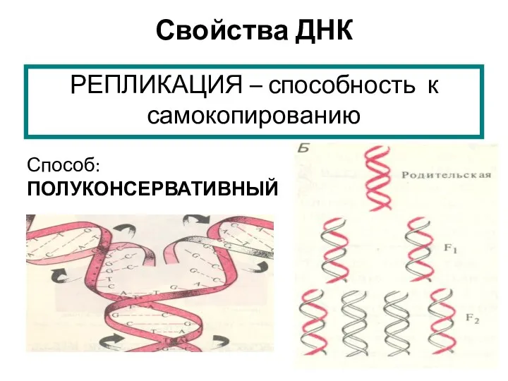 Свойства ДНК РЕПЛИКАЦИЯ – способность к самокопированию Способ: ПОЛУКОНСЕРВАТИВНЫЙ