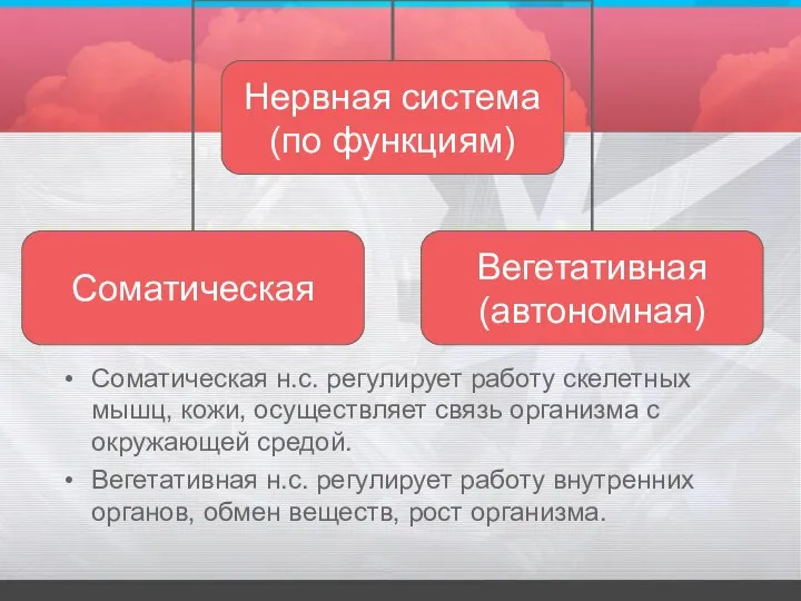 Соматическая н.с. регулирует работу скелетных мышц, кожи, осуществляет связь организма с