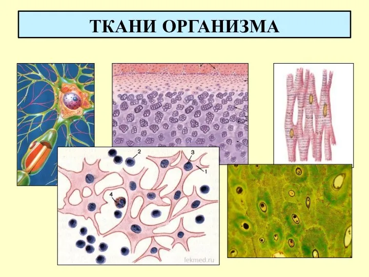 ТКАНИ ОРГАНИЗМА