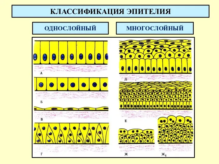 КЛАССИФИКАЦИЯ ЭПИТЕЛИЯ МНОГОСЛОЙНЫЙ ОДНОСЛОЙНЫЙ