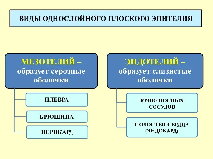 ВИДЫ ОДНОСЛОЙНОГО ПЛОСКОГО ЭПИТЕЛИЯ