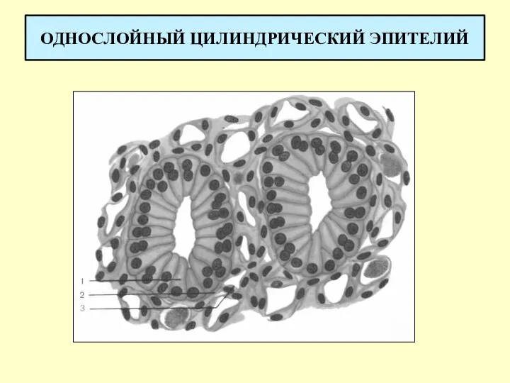 ОДНОСЛОЙНЫЙ ЦИЛИНДРИЧЕСКИЙ ЭПИТЕЛИЙ