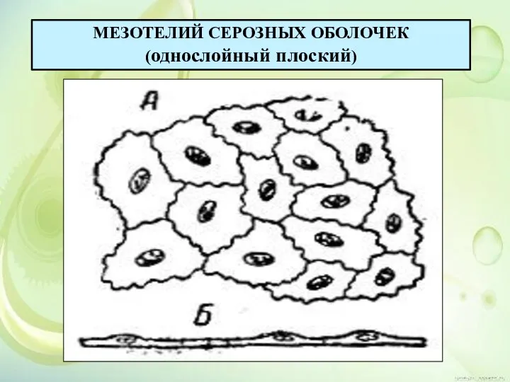 МЕЗОТЕЛИЙ СЕРОЗНЫХ ОБОЛОЧЕК (однослойный плоский)