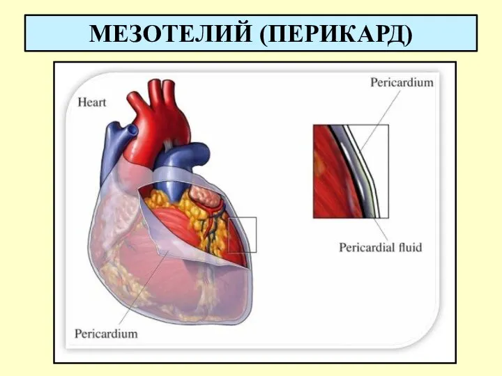 МЕЗОТЕЛИЙ (ПЕРИКАРД)