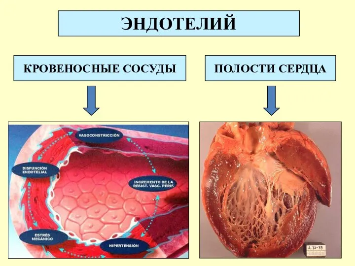 ЭНДОТЕЛИЙ КРОВЕНОСНЫЕ СОСУДЫ ПОЛОСТИ СЕРДЦА