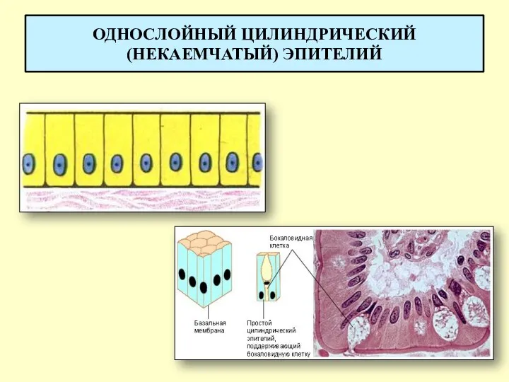 ОДНОСЛОЙНЫЙ ЦИЛИНДРИЧЕСКИЙ (НЕКАЕМЧАТЫЙ) ЭПИТЕЛИЙ