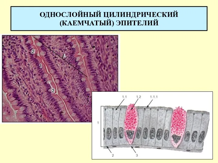 ОДНОСЛОЙНЫЙ ЦИЛИНДРИЧЕСКИЙ (КАЕМЧАТЫЙ) ЭПИТЕЛИЙ