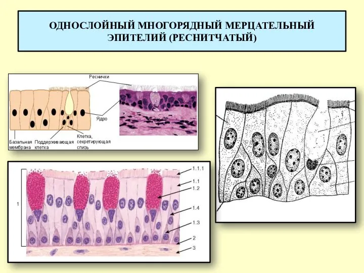 ОДНОСЛОЙНЫЙ МНОГОРЯДНЫЙ МЕРЦАТЕЛЬНЫЙ ЭПИТЕЛИЙ (РЕСНИТЧАТЫЙ)