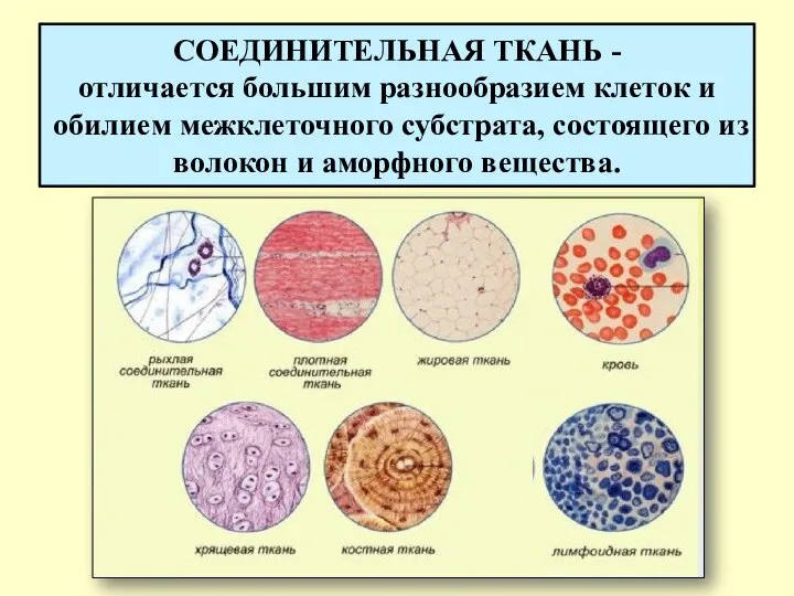 СОЕДИНИТЕЛЬНАЯ ТКАНЬ - отличается большим разнообразием клеток и обилием межклеточного субстрата,