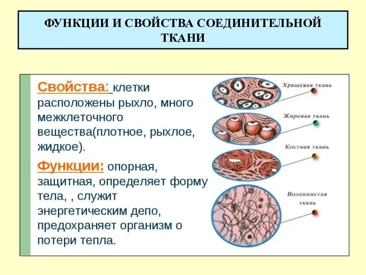 ФУНКЦИИ И СВОЙСТВА СОЕДИНИТЕЛЬНОЙ ТКАНИ