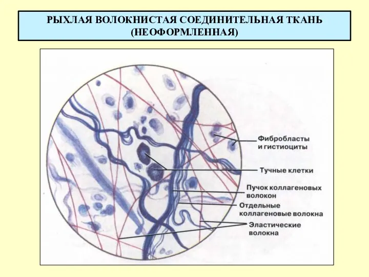 РЫХЛАЯ ВОЛОКНИСТАЯ СОЕДИНИТЕЛЬНАЯ ТКАНЬ (НЕОФОРМЛЕННАЯ)