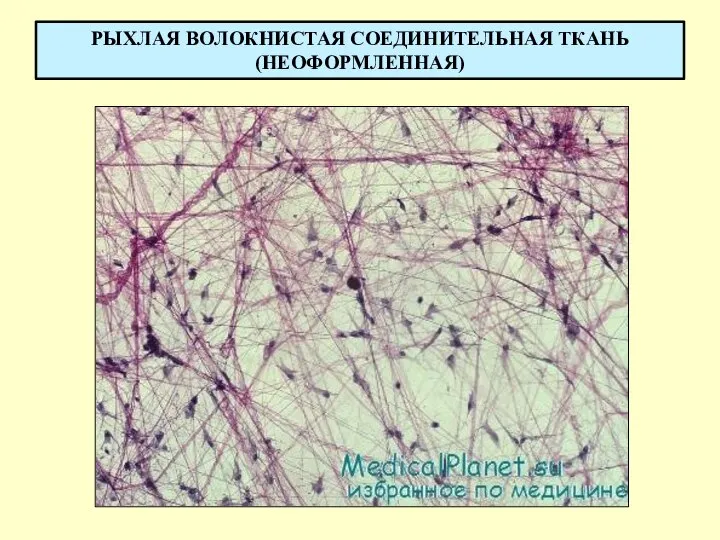 РЫХЛАЯ ВОЛОКНИСТАЯ СОЕДИНИТЕЛЬНАЯ ТКАНЬ (НЕОФОРМЛЕННАЯ)