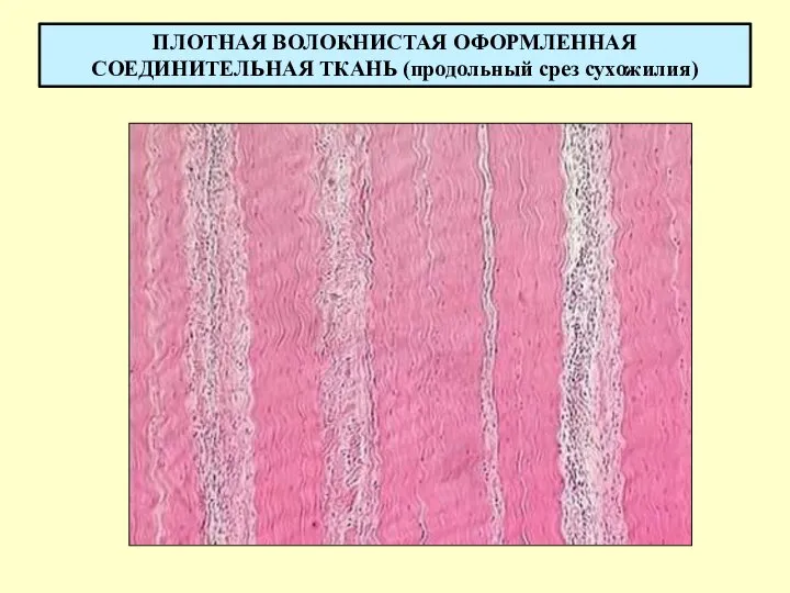 ПЛОТНАЯ ВОЛОКНИСТАЯ ОФОРМЛЕННАЯ СОЕДИНИТЕЛЬНАЯ ТКАНЬ (продольный срез сухожилия)