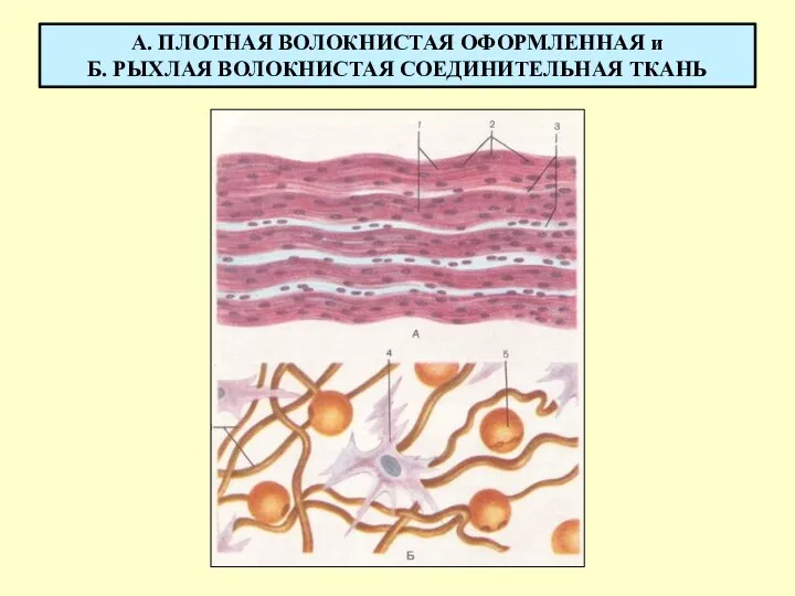 А. ПЛОТНАЯ ВОЛОКНИСТАЯ ОФОРМЛЕННАЯ и Б. РЫХЛАЯ ВОЛОКНИСТАЯ СОЕДИНИТЕЛЬНАЯ ТКАНЬ