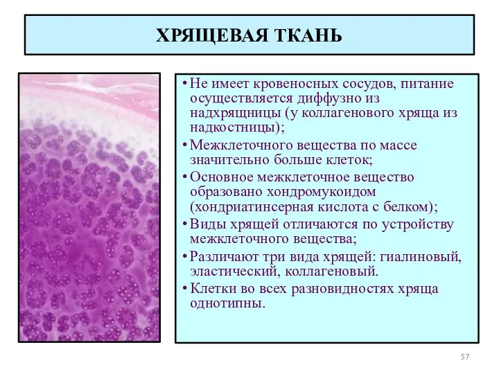 Не имеет кровеносных сосудов, питание осуществляется диффузно из надхрящницы (у коллагенового