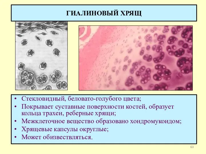 Стекловидный, беловато-голубого цвета; Покрывает суставные поверхности костей, образует кольца трахеи, реберные