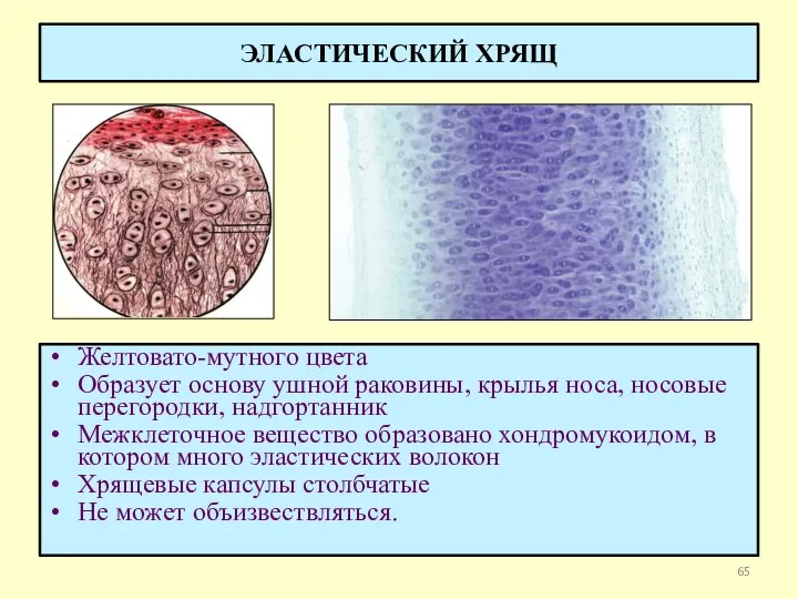 Желтовато-мутного цвета Образует основу ушной раковины, крылья носа, носовые перегородки, надгортанник