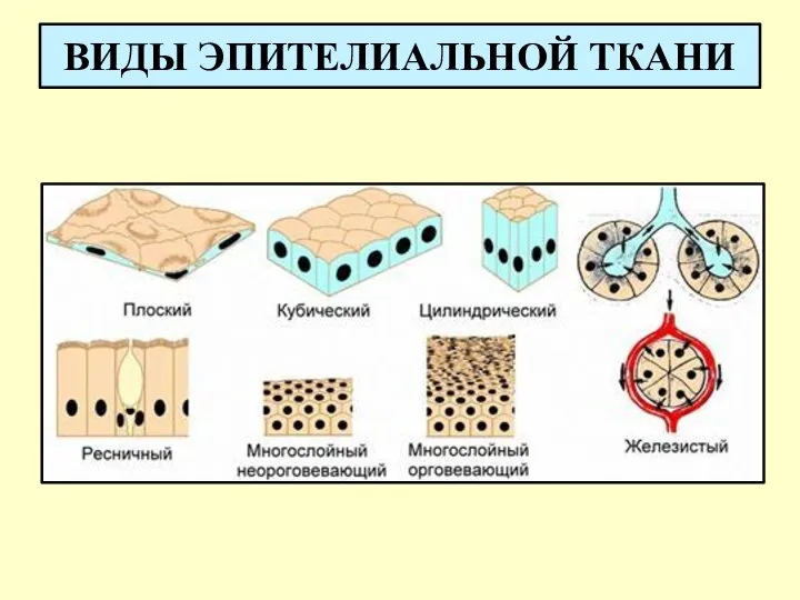 ВИДЫ ЭПИТЕЛИАЛЬНОЙ ТКАНИ