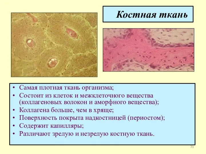 Костная ткань Самая плотная ткань организма; Состоит из клеток и межклеточного