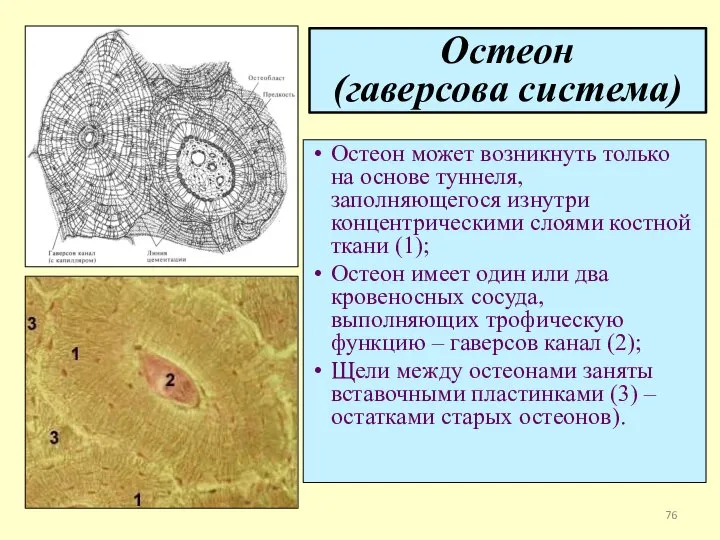 Остеон (гаверсова система) Остеон может возникнуть только на основе туннеля, заполняющегося