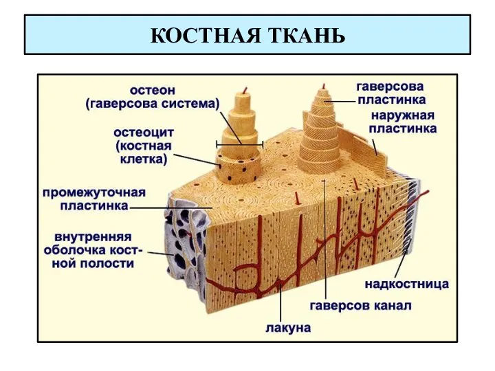 КОСТНАЯ ТКАНЬ