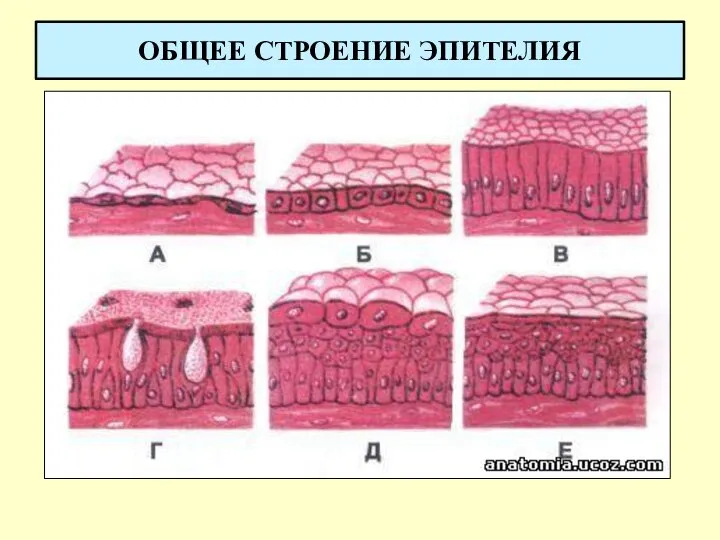 ОБЩЕЕ СТРОЕНИЕ ЭПИТЕЛИЯ