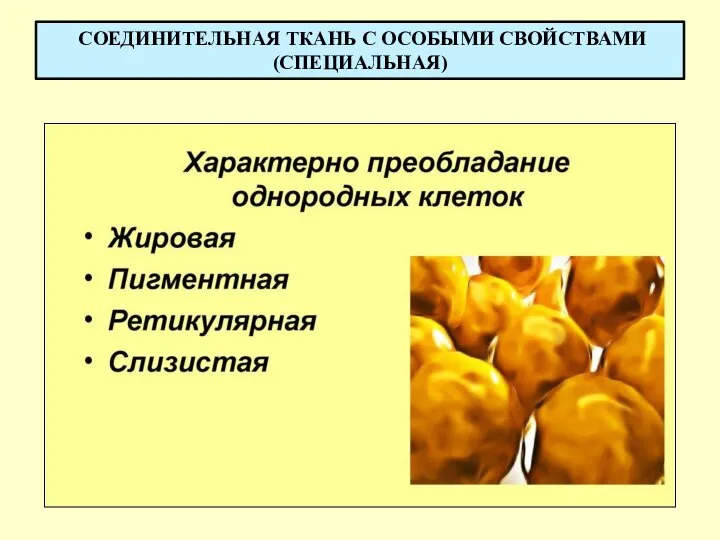 СОЕДИНИТЕЛЬНАЯ ТКАНЬ С ОСОБЫМИ СВОЙСТВАМИ (СПЕЦИАЛЬНАЯ)