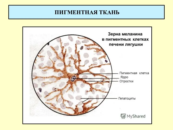 ПИГМЕНТНАЯ ТКАНЬ