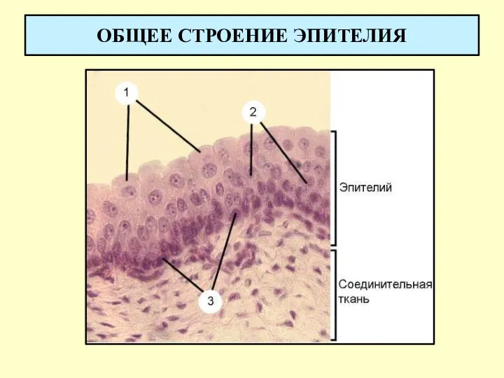 ОБЩЕЕ СТРОЕНИЕ ЭПИТЕЛИЯ