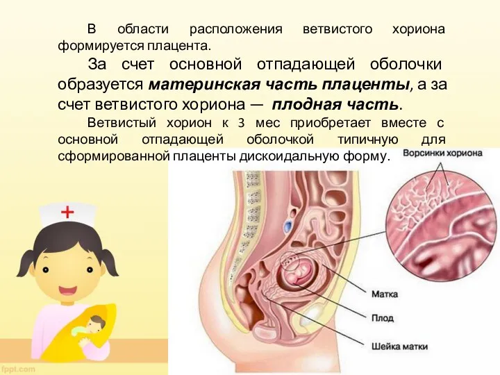 В области расположения ветвистого хориона формируется плацента. За счет основной отпадающей