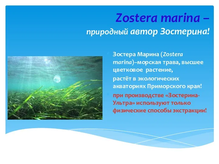 Zostera marina – природный автор Зостерина! Зостера Марина (Zostera marina)–морская трава,