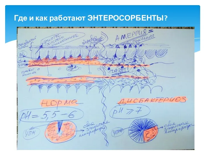 Где и как работают ЭНТЕРОСОРБЕНТЫ?