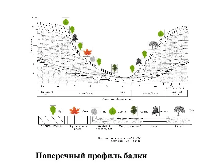 Поперечный профиль балки Вяз