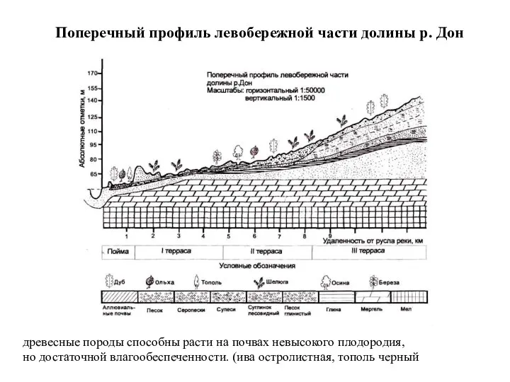 древесные породы способны расти на почвах невысокого плодородия, но достаточной влагообеспеченности.