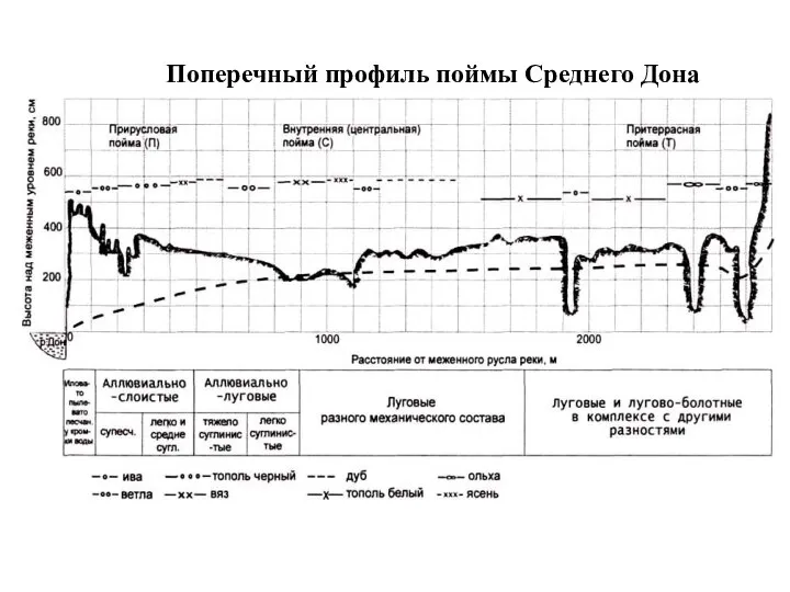 Поперечный профиль поймы Среднего Дона