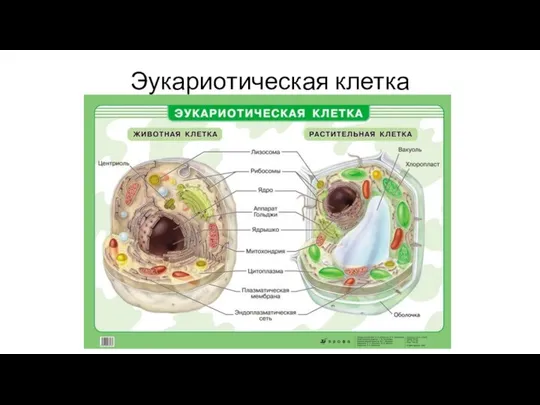 Эукариотическая клетка