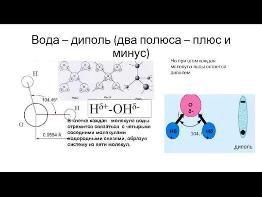 Вода – диполь (два полюса – плюс и минус) Но при