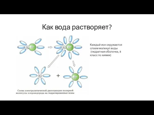 Как вода растворяет? Каждый ион окружается слоем молекул воды (гидратная оболочка, 8 класс по химии)