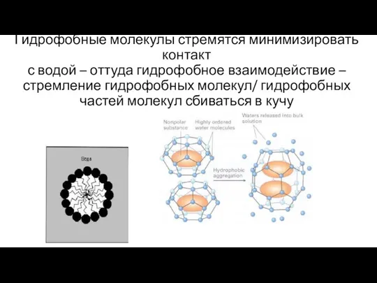 Гидрофобные молекулы стремятся минимизировать контакт с водой – оттуда гидрофобное взаимодействие