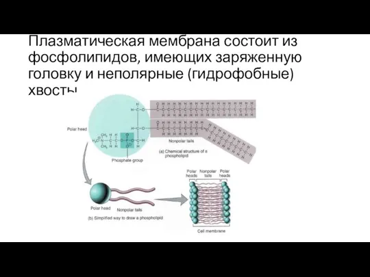 Плазматическая мембрана состоит из фосфолипидов, имеющих заряженную головку и неполярные (гидрофобные) хвосты