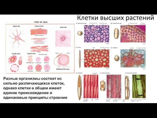 Разные организмы состоят из сильно различающихся клеток, однако клетки в общем