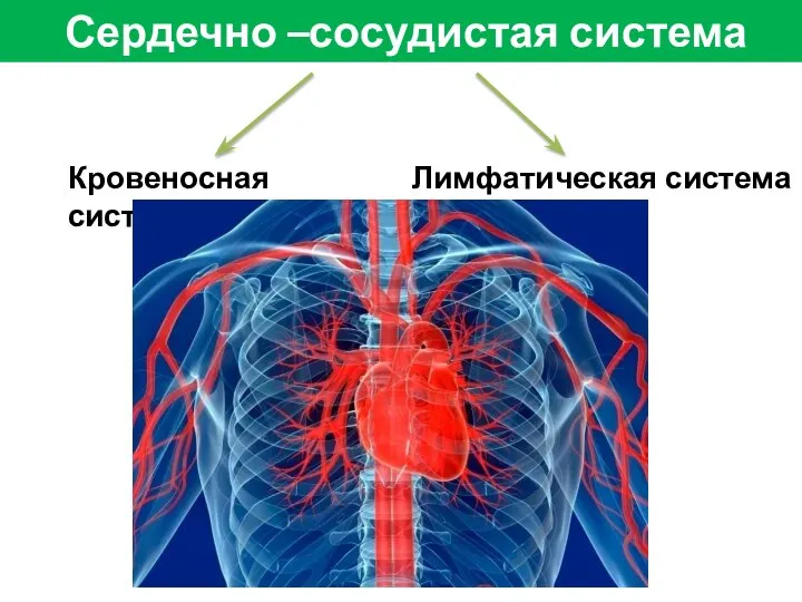 Сердечно –сосудистая система Кровеносная система Лимфатическая система