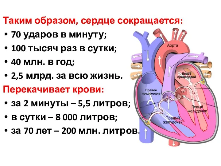 Таким образом, сердце сокращается: 70 ударов в минуту; 100 тысяч раз