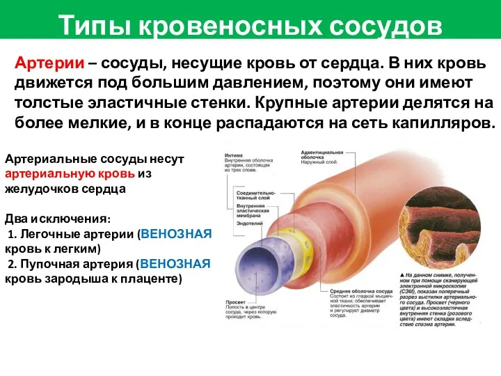 Артерии – сосуды, несущие кровь от сердца. В них кровь движется