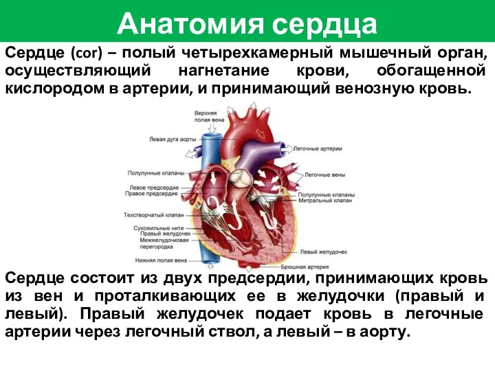 Сердце (cor) – полый четырехкамерный мышечный орган, осуществляющий нагнетание крови, обогащенной
