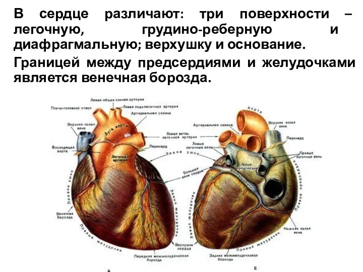 В сердце различают: три поверхности – легочную, грудино-реберную и диафрагмальную; верхушку