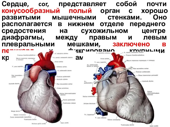 Сердце, cor, представляет собой почти конусообразный полый орган с хорошо развитыми