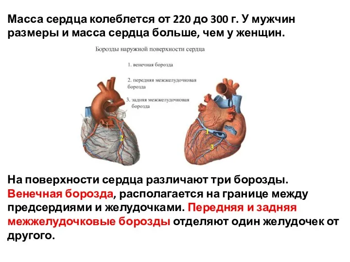 Масса сердца колеблется от 220 до 300 г. У мужчин размеры
